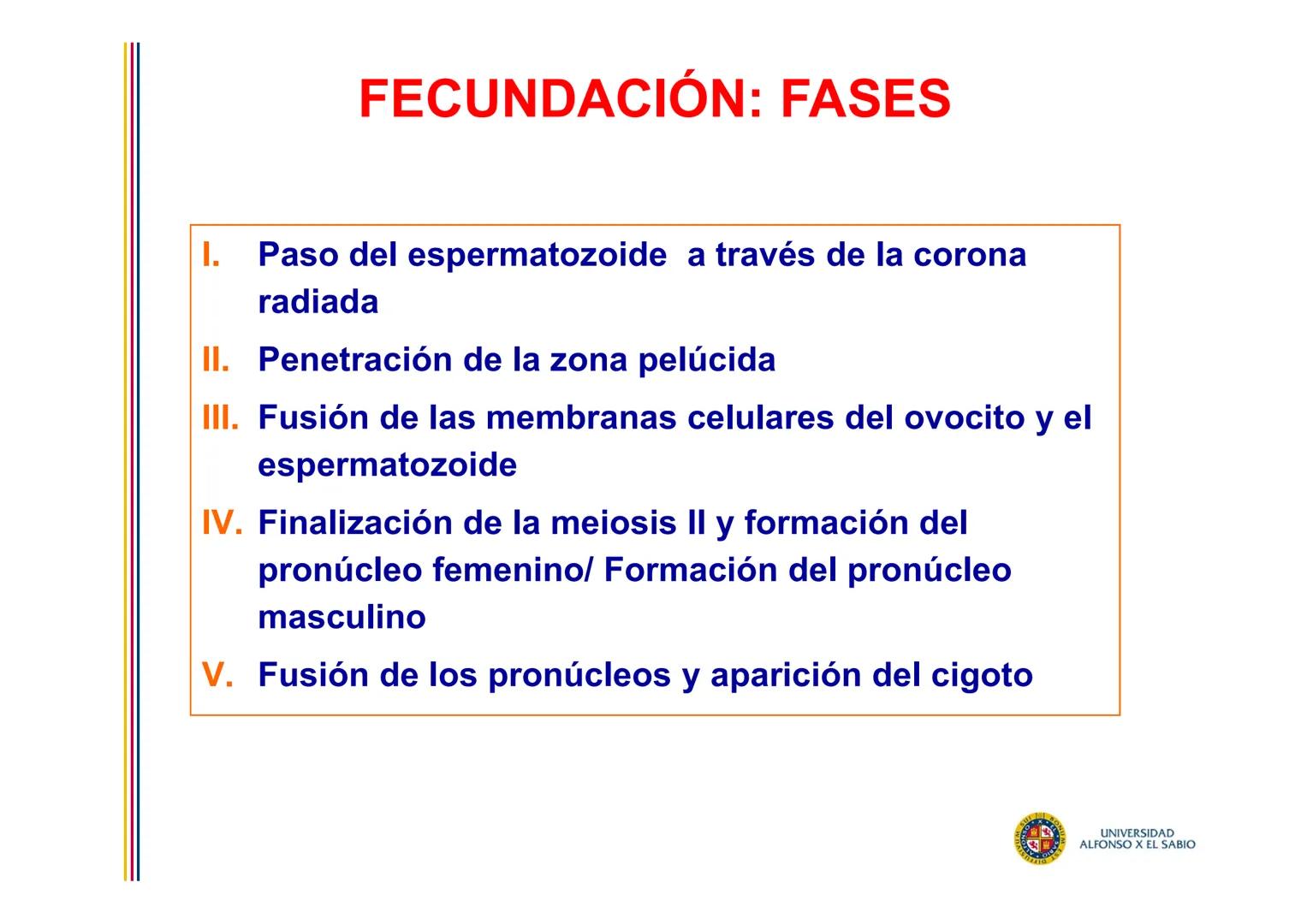 EMBRIOLOGÍA
TEMA 2
FECUNDACIÓN
BLASTOGÉNESIS
PROF. DRA. M. ENCARNACIÓN FERNÁNDEZ CONTRERAS
PROF. DRA ELVIRA BENÍTEZ DE GRACIA
UNIVERSIDAD
AL