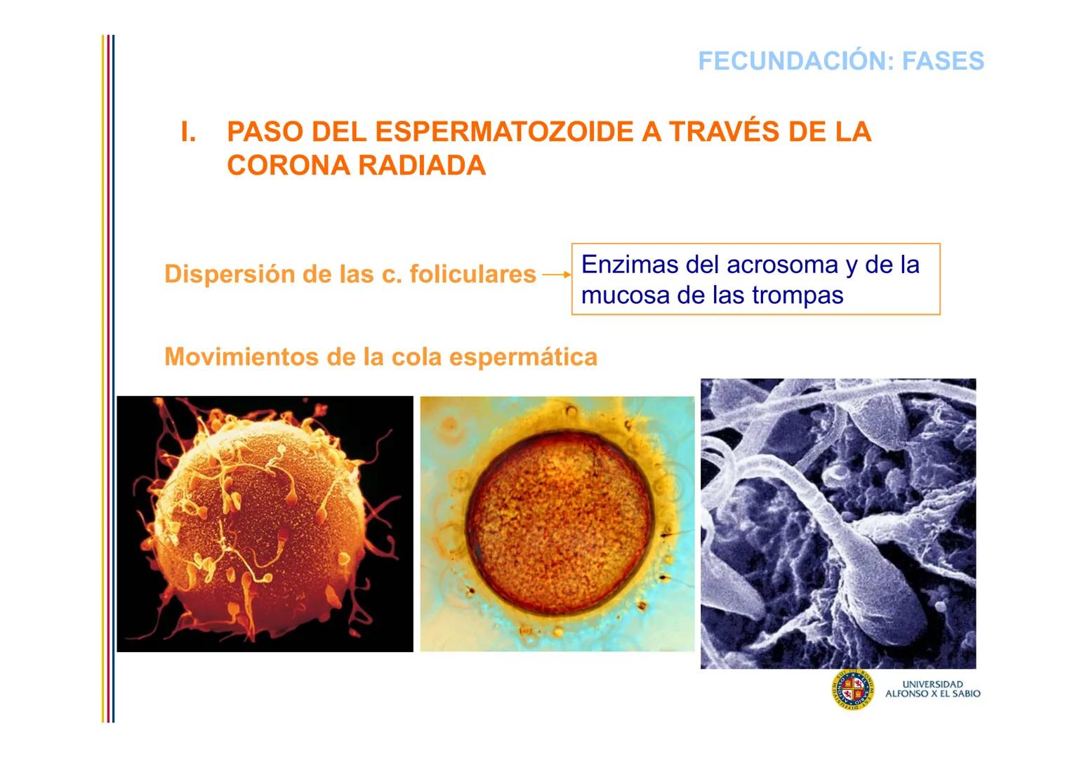 EMBRIOLOGÍA
TEMA 2
FECUNDACIÓN
BLASTOGÉNESIS
PROF. DRA. M. ENCARNACIÓN FERNÁNDEZ CONTRERAS
PROF. DRA ELVIRA BENÍTEZ DE GRACIA
UNIVERSIDAD
AL