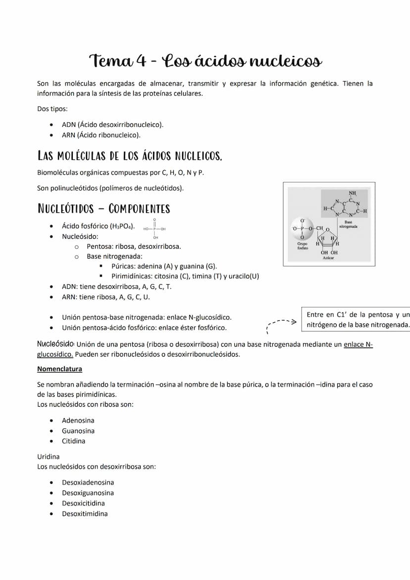 
<p>Las proteínas son polímeros de aminoácidos que están formadas por C, H, O, N, y pueden contener S y P, y en menor proporción, Fe, Cu, Mg