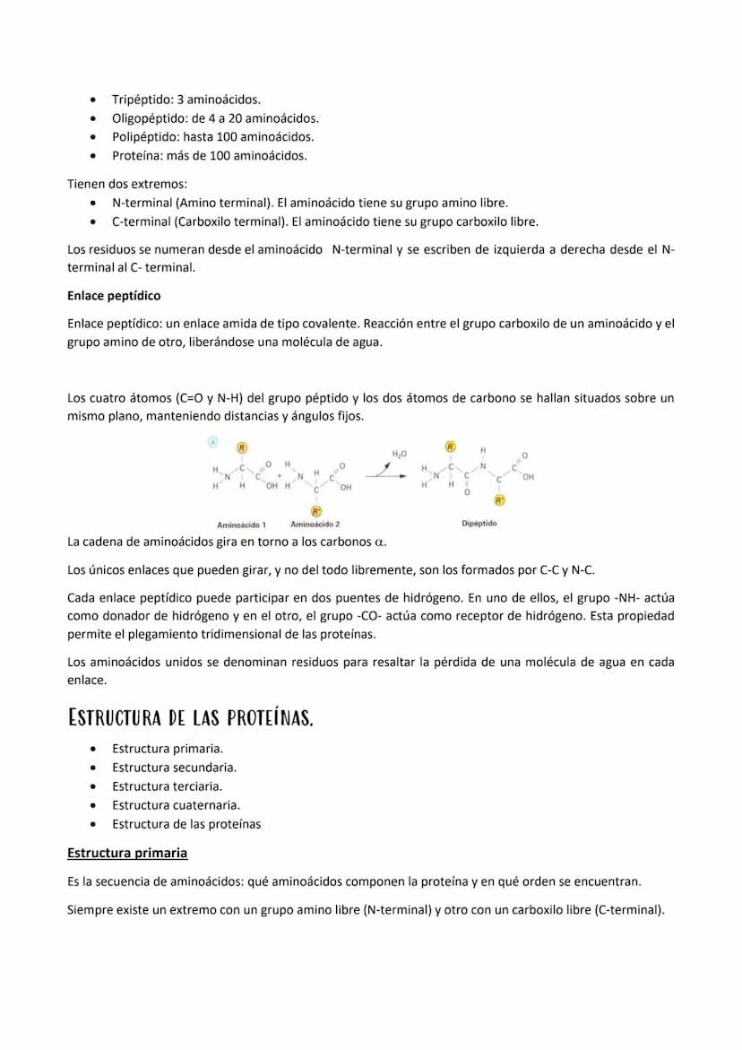 
<p>Las proteínas son polímeros de aminoácidos que están formadas por C, H, O, N, y pueden contener S y P, y en menor proporción, Fe, Cu, Mg