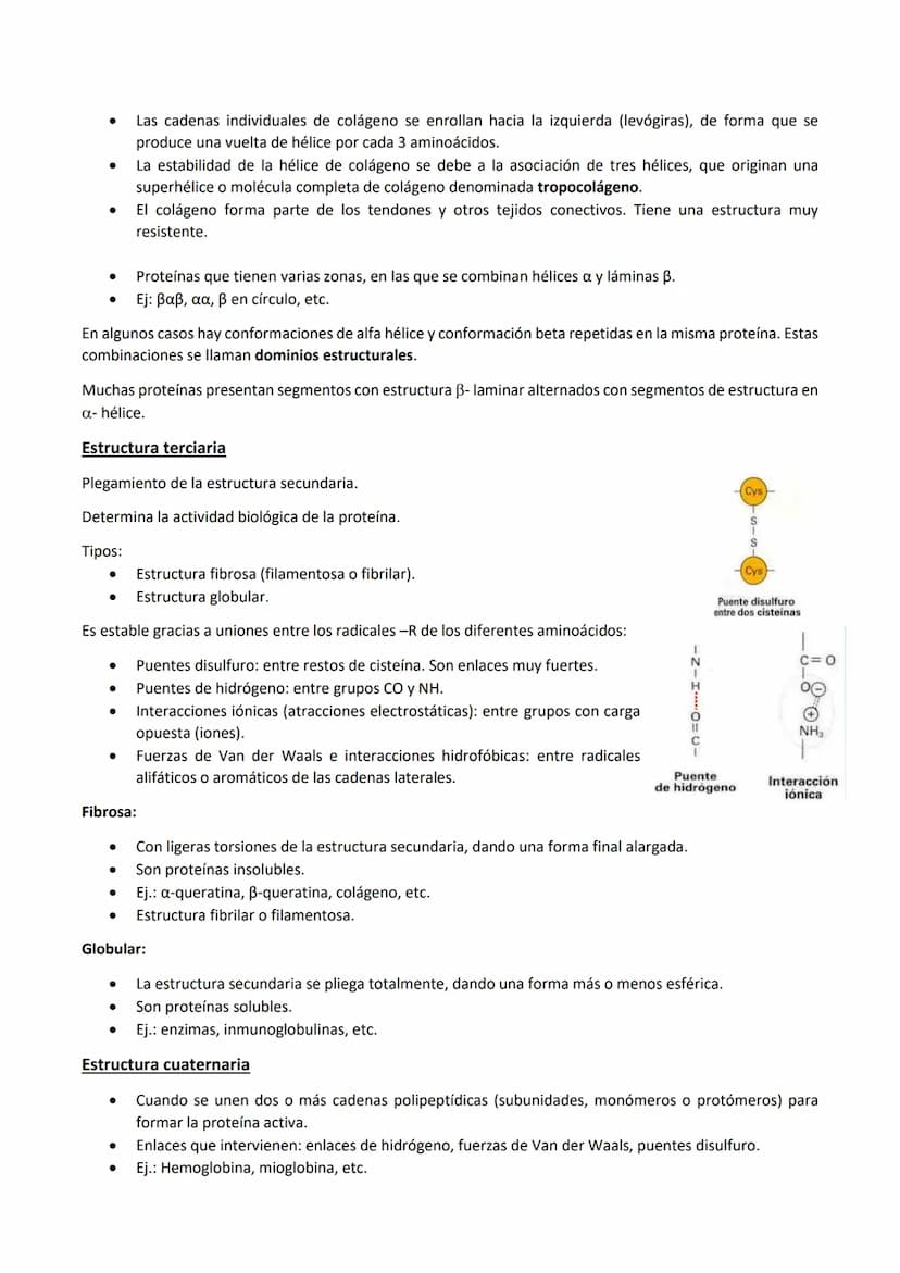 
<p>Las proteínas son polímeros de aminoácidos que están formadas por C, H, O, N, y pueden contener S y P, y en menor proporción, Fe, Cu, Mg