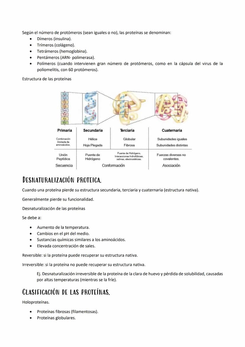 
<p>Las proteínas son polímeros de aminoácidos que están formadas por C, H, O, N, y pueden contener S y P, y en menor proporción, Fe, Cu, Mg