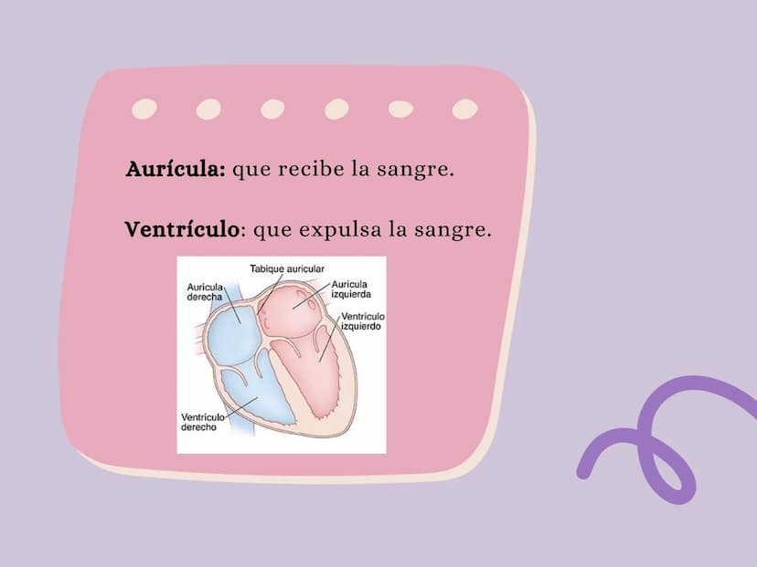El corazón
2 عو
PARTES
Parte derecha: bombea sangre pobre en 02
a los pulmones.
Parte izquierda: bombea sangre pobre en
02 a los pulmones. A