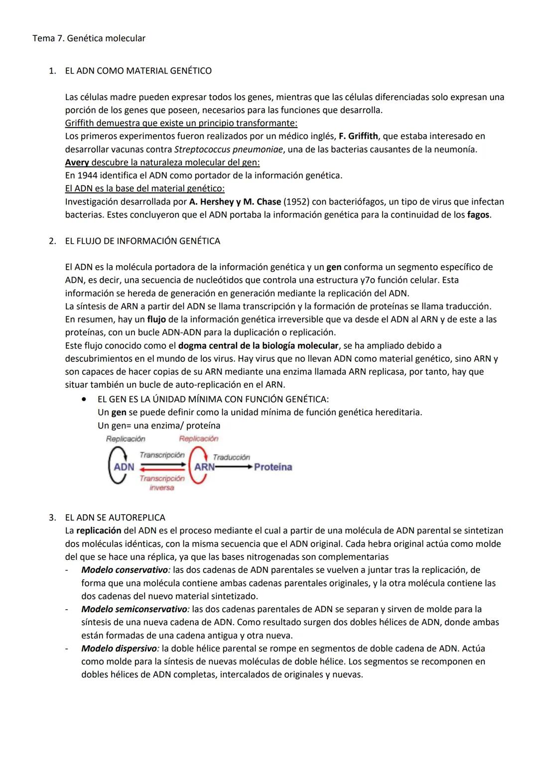 Tema 7. Genética molecular
1. EL ADN COMO MATERIAL GENÉTICO
Las células madre pueden expresar todos los genes, mientras que las células dife