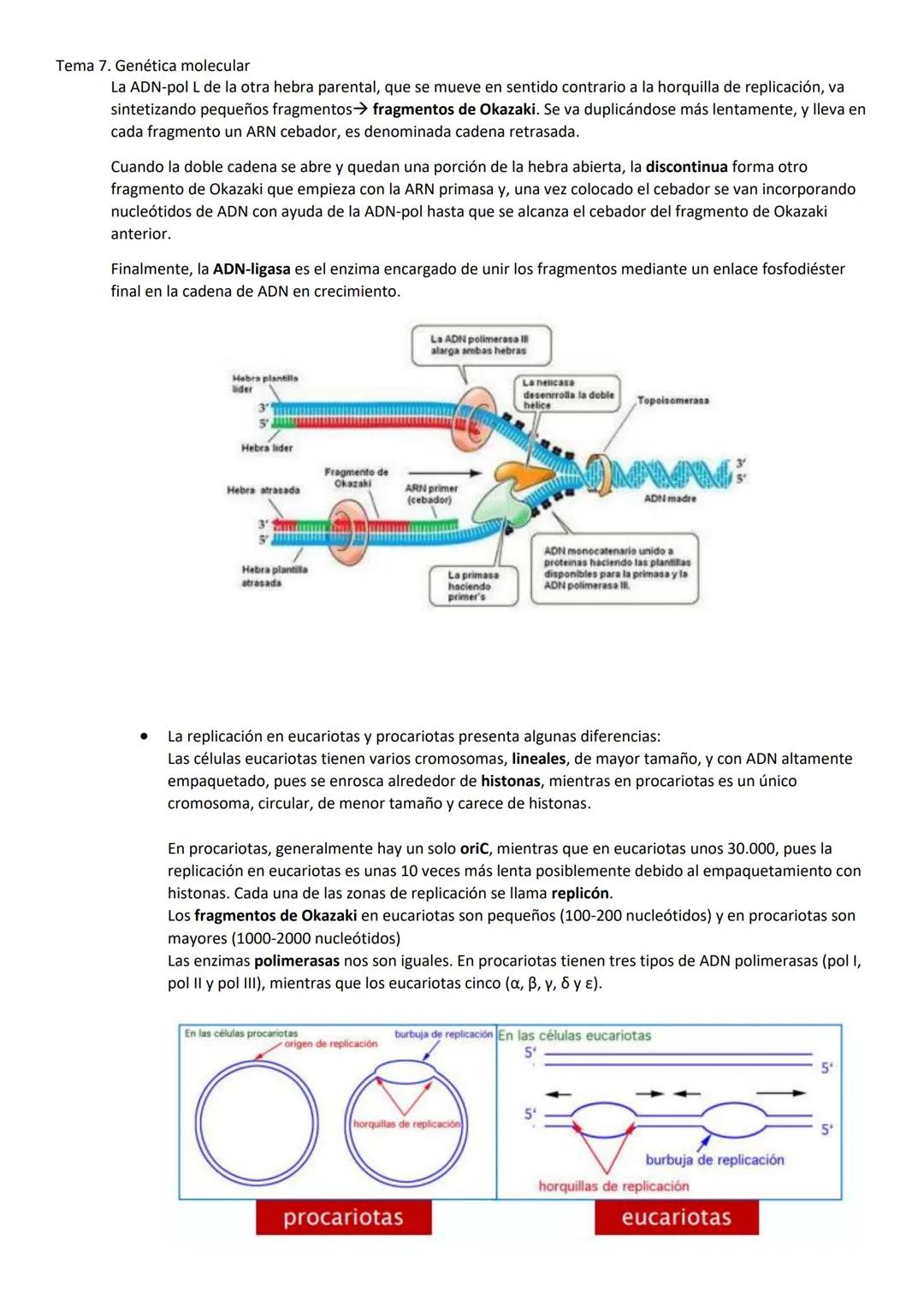 Tema 7. Genética molecular
1. EL ADN COMO MATERIAL GENÉTICO
Las células madre pueden expresar todos los genes, mientras que las células dife
