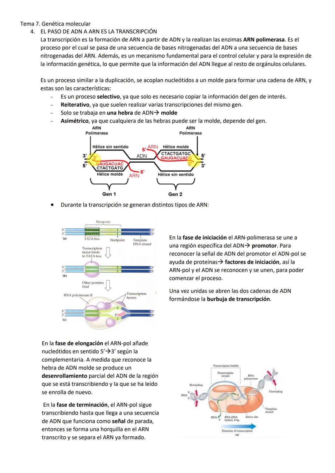 Tema 7. Genética molecular
1. EL ADN COMO MATERIAL GENÉTICO
Las células madre pueden expresar todos los genes, mientras que las células dife