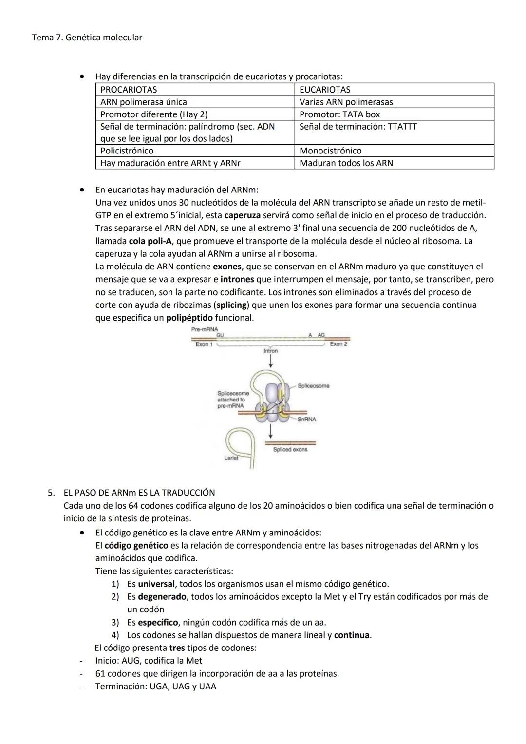 Tema 7. Genética molecular
1. EL ADN COMO MATERIAL GENÉTICO
Las células madre pueden expresar todos los genes, mientras que las células dife