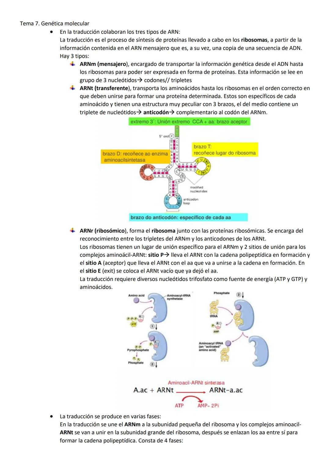 Tema 7. Genética molecular
1. EL ADN COMO MATERIAL GENÉTICO
Las células madre pueden expresar todos los genes, mientras que las células dife