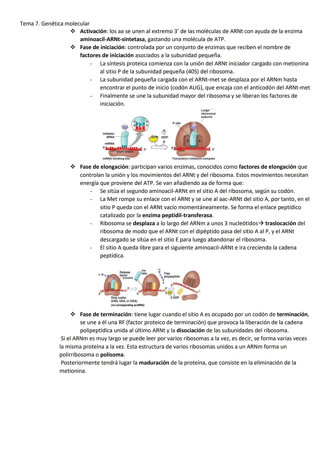 Tema 7. Genética molecular
1. EL ADN COMO MATERIAL GENÉTICO
Las células madre pueden expresar todos los genes, mientras que las células dife