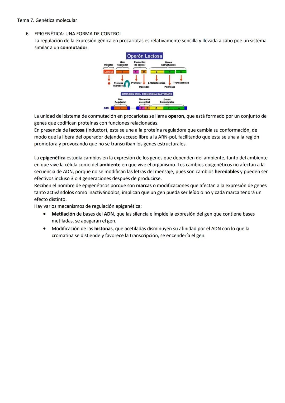Tema 7. Genética molecular
1. EL ADN COMO MATERIAL GENÉTICO
Las células madre pueden expresar todos los genes, mientras que las células dife
