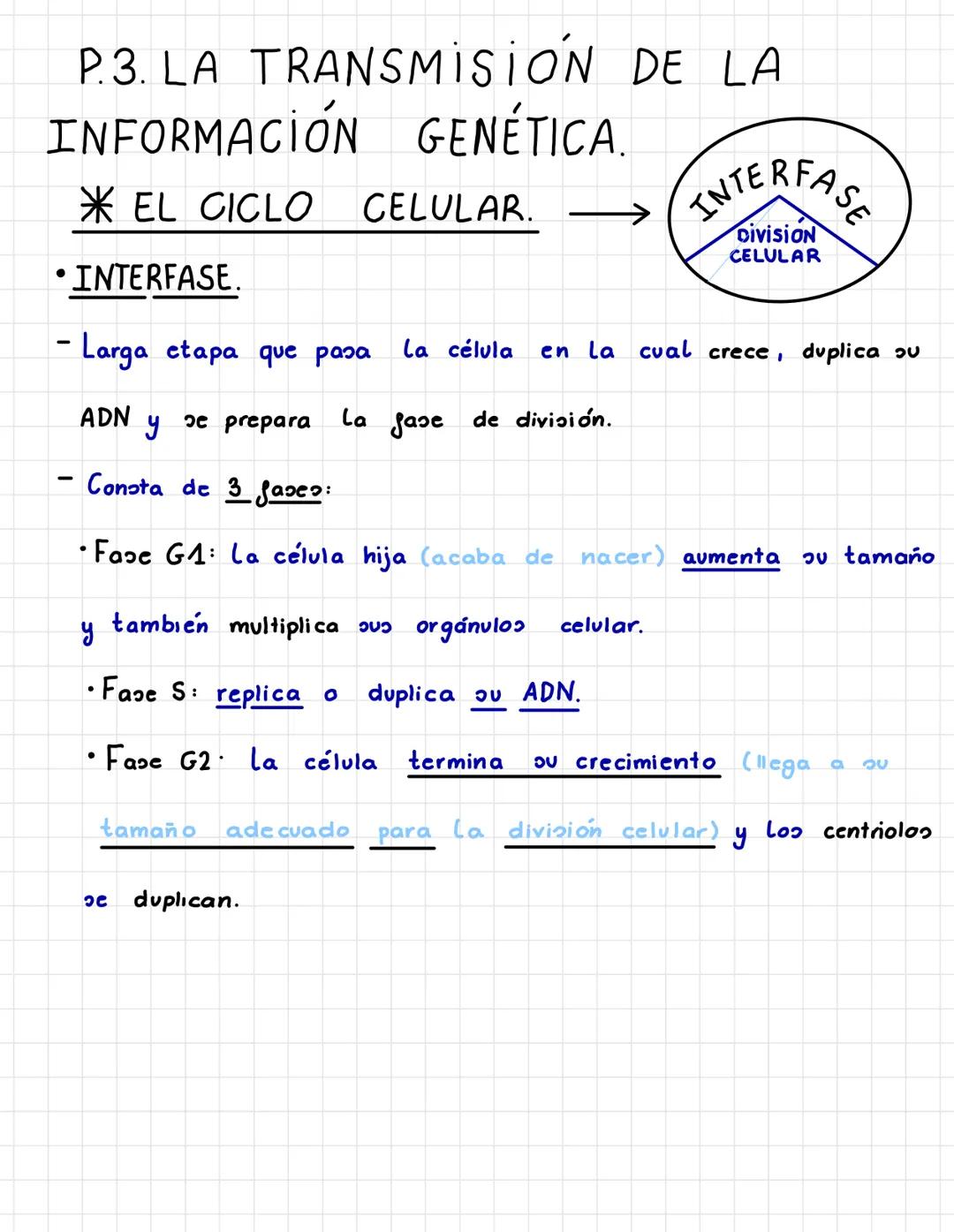 P.3. LA TRANSMISION
INFORMACIÓN
•INTERFASE.
-
ADN
EL CICLO CELULAR.
- Larga etapa que pasa La célula en la cual crece, duplica su
fase de di