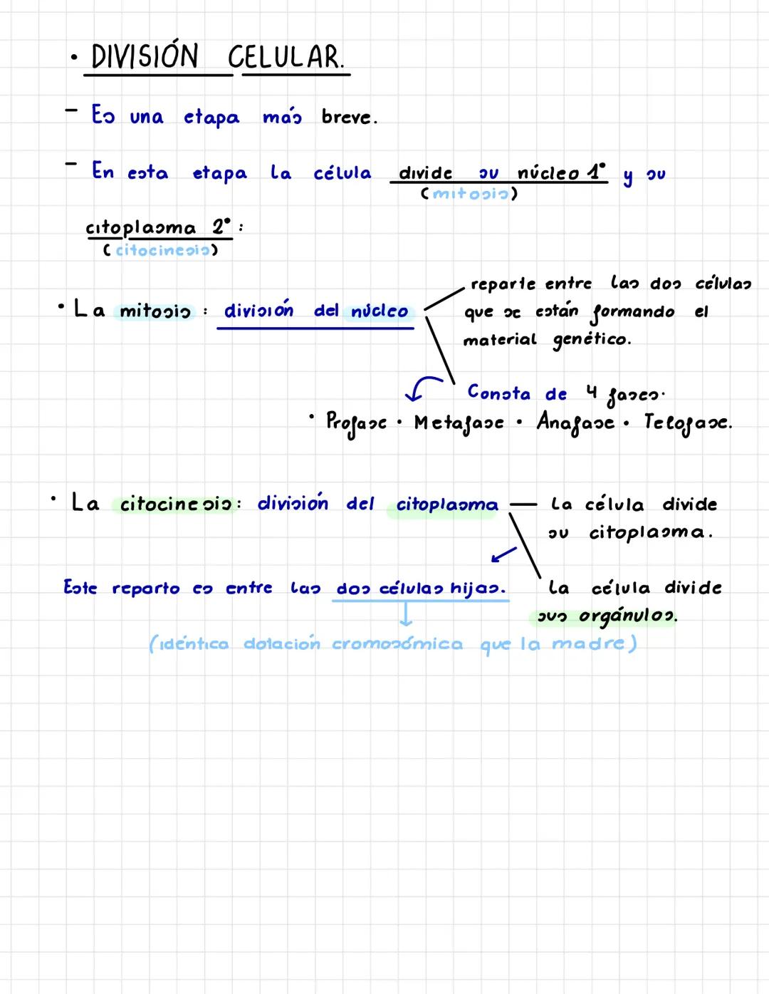 P.3. LA TRANSMISION
INFORMACIÓN
•INTERFASE.
-
ADN
EL CICLO CELULAR.
- Larga etapa que pasa La célula en la cual crece, duplica su
fase de di