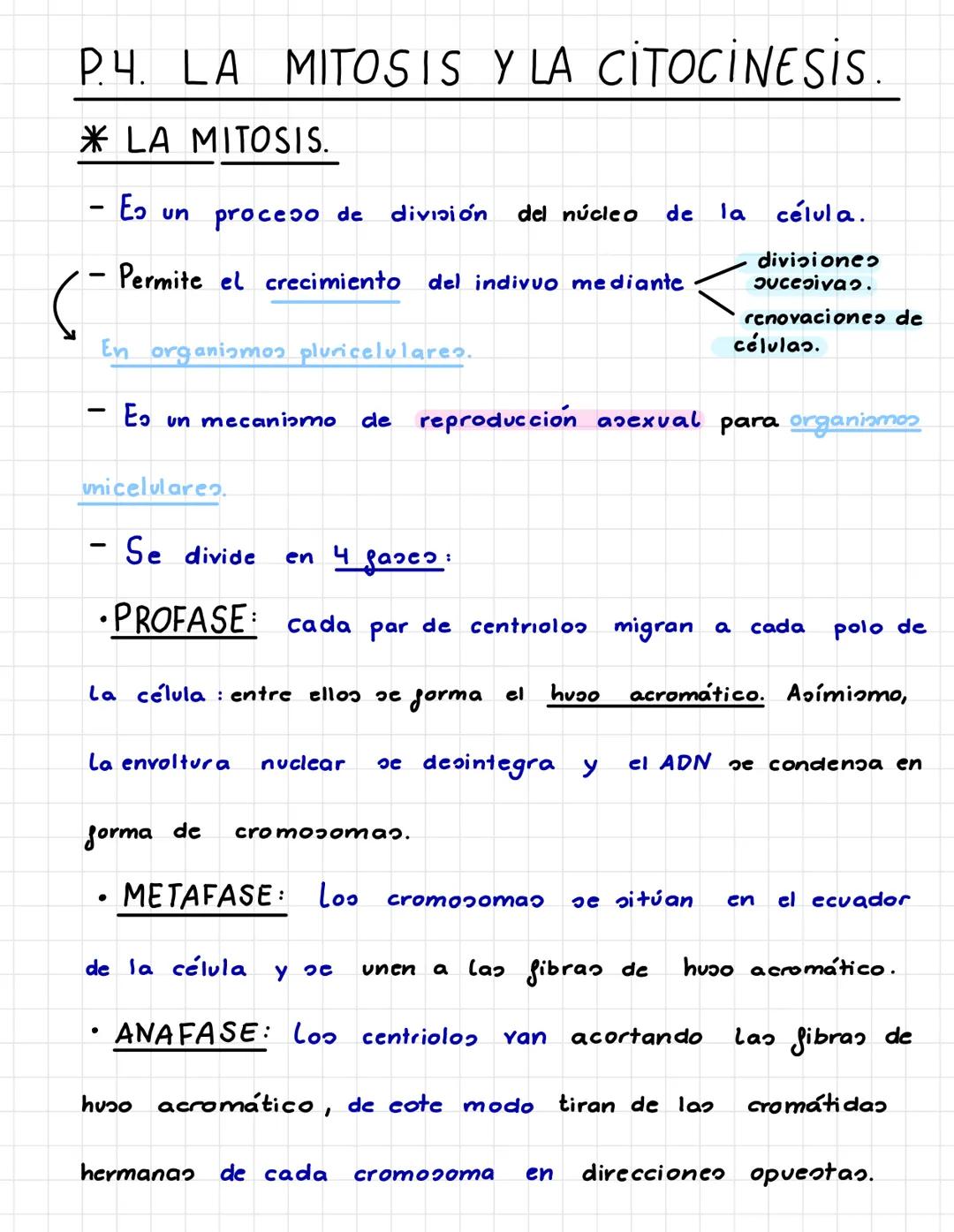 P.3. LA TRANSMISION
INFORMACIÓN
•INTERFASE.
-
ADN
EL CICLO CELULAR.
- Larga etapa que pasa La célula en la cual crece, duplica su
fase de di
