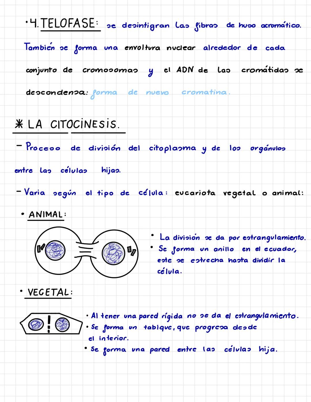 P.3. LA TRANSMISION
INFORMACIÓN
•INTERFASE.
-
ADN
EL CICLO CELULAR.
- Larga etapa que pasa La célula en la cual crece, duplica su
fase de di