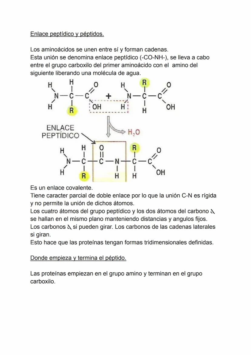 Proteínas
1. Concepto de proteína.
2. Aminoácidos.
3. Enlaces peptidos y peptídicos.
4. Estructura de las proteínas.
5. Propiedades de las p