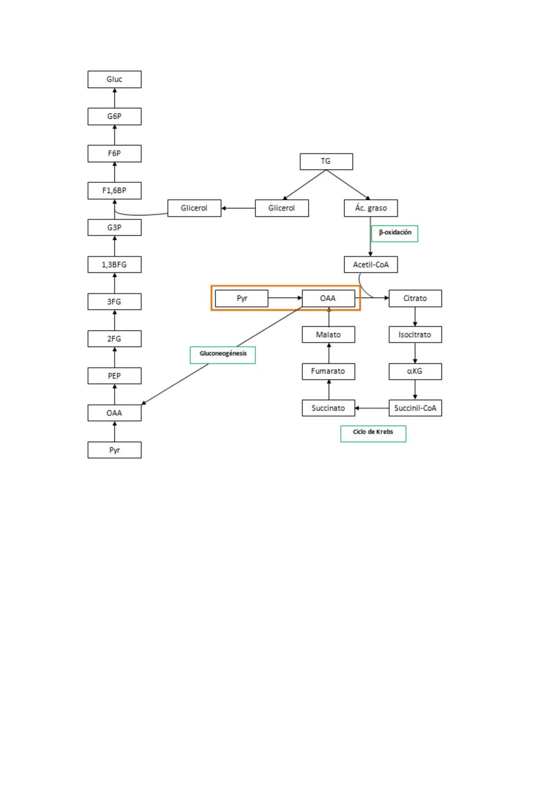 # Tema 12. Metabolismo oxidativo de lípidos

El organismo tiene dos fuentes de
obtención de triglicéridos, que son la lipólisis de
grasas má