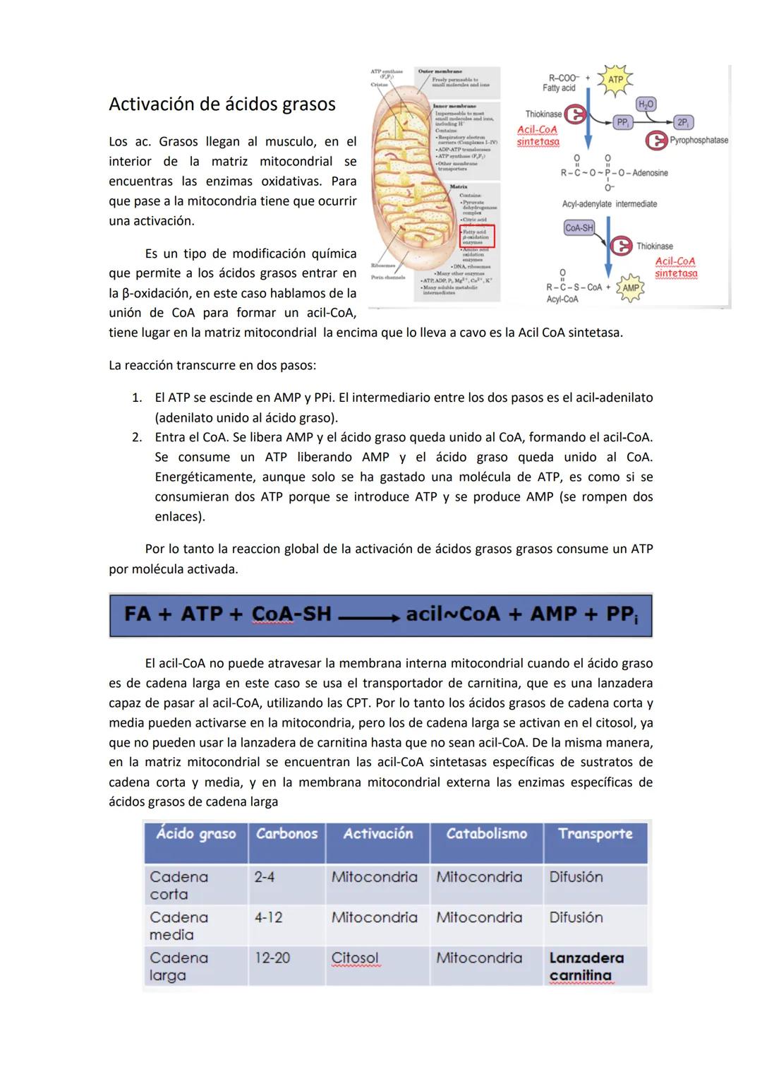 # Tema 12. Metabolismo oxidativo de lípidos

El organismo tiene dos fuentes de
obtención de triglicéridos, que son la lipólisis de
grasas má