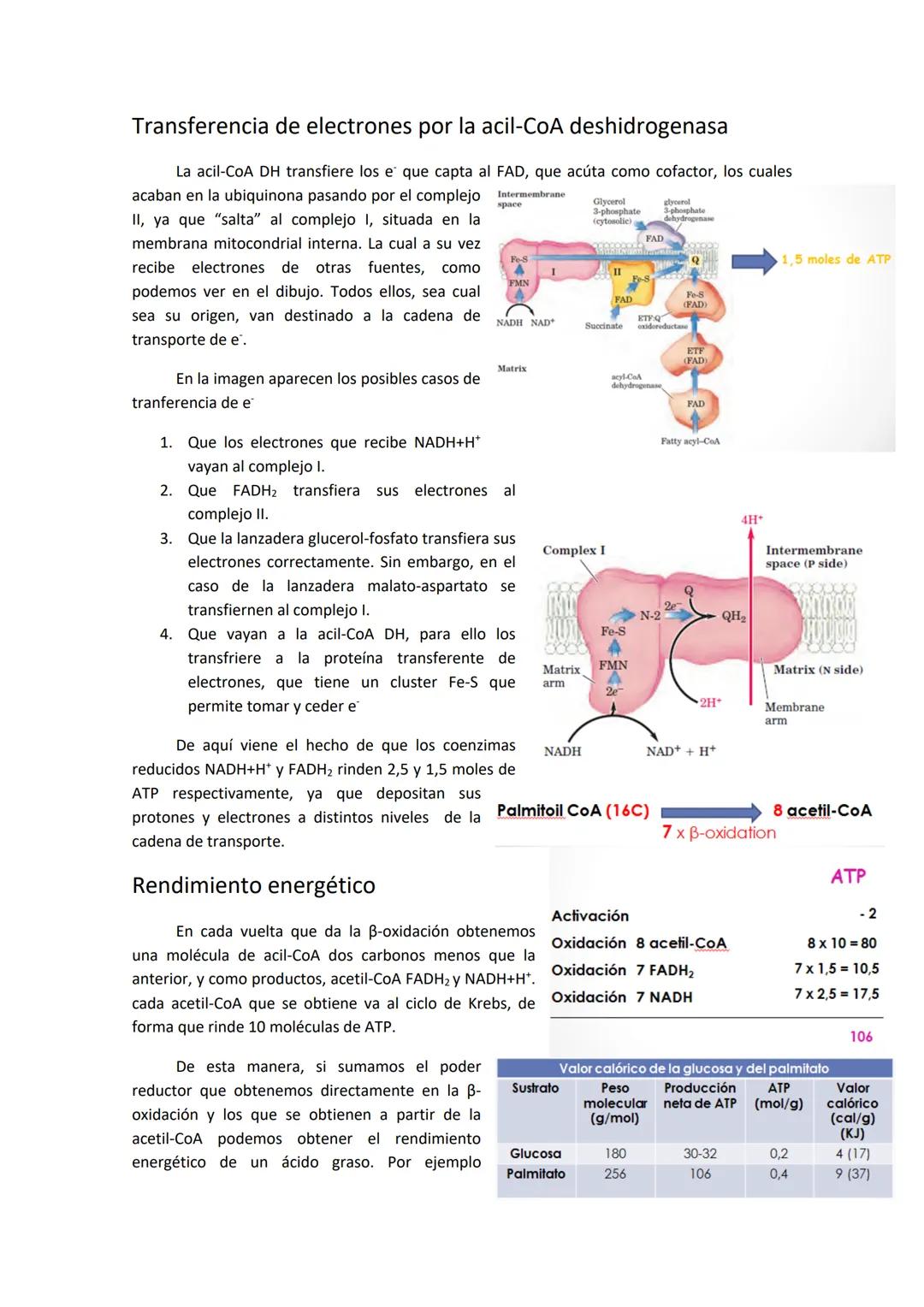 # Tema 12. Metabolismo oxidativo de lípidos

El organismo tiene dos fuentes de
obtención de triglicéridos, que son la lipólisis de
grasas má