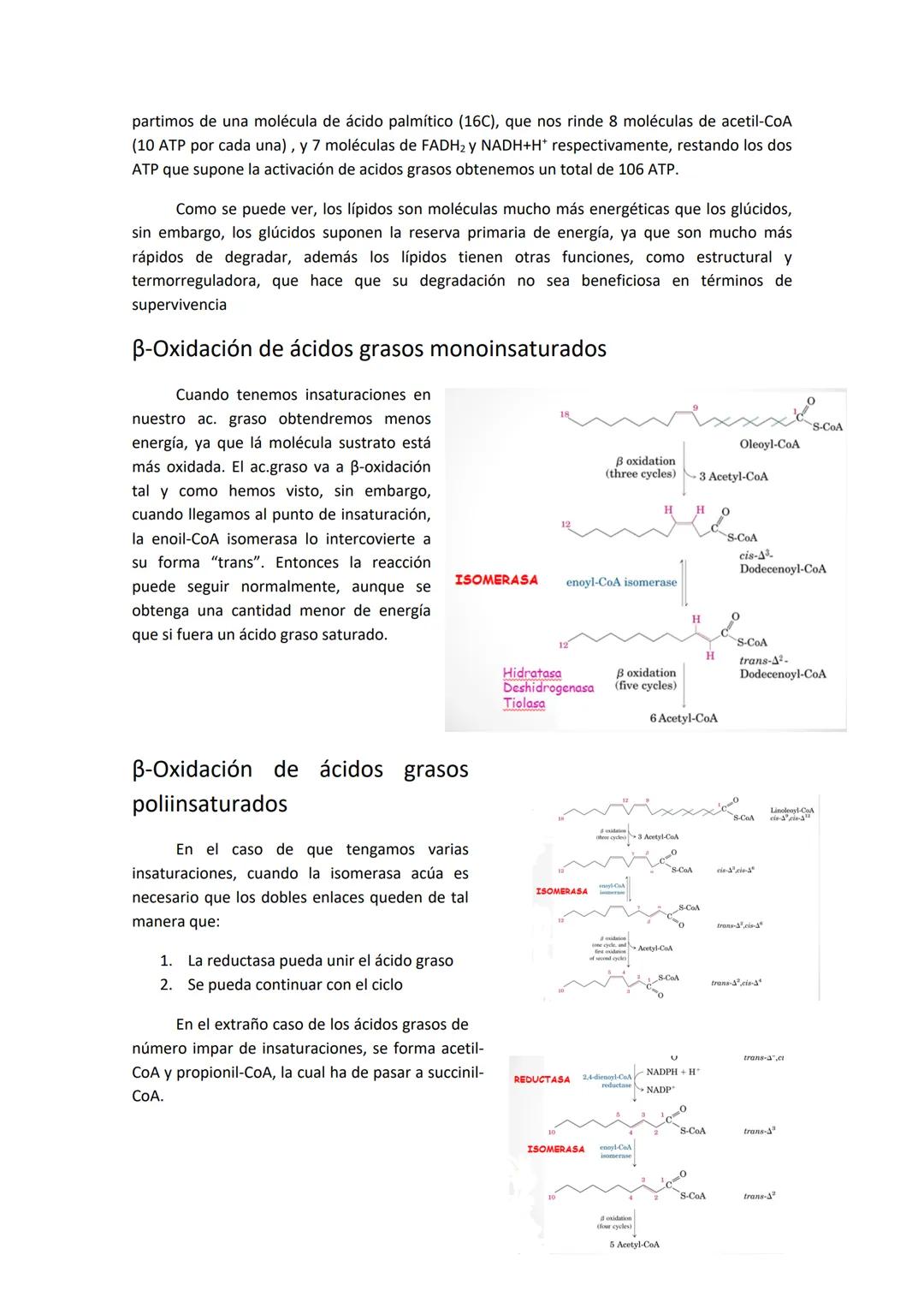 # Tema 12. Metabolismo oxidativo de lípidos

El organismo tiene dos fuentes de
obtención de triglicéridos, que son la lipólisis de
grasas má