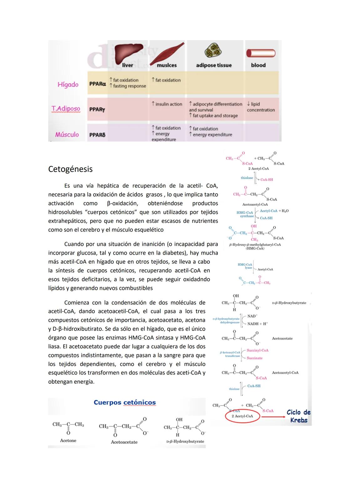 # Tema 12. Metabolismo oxidativo de lípidos

El organismo tiene dos fuentes de
obtención de triglicéridos, que son la lipólisis de
grasas má
