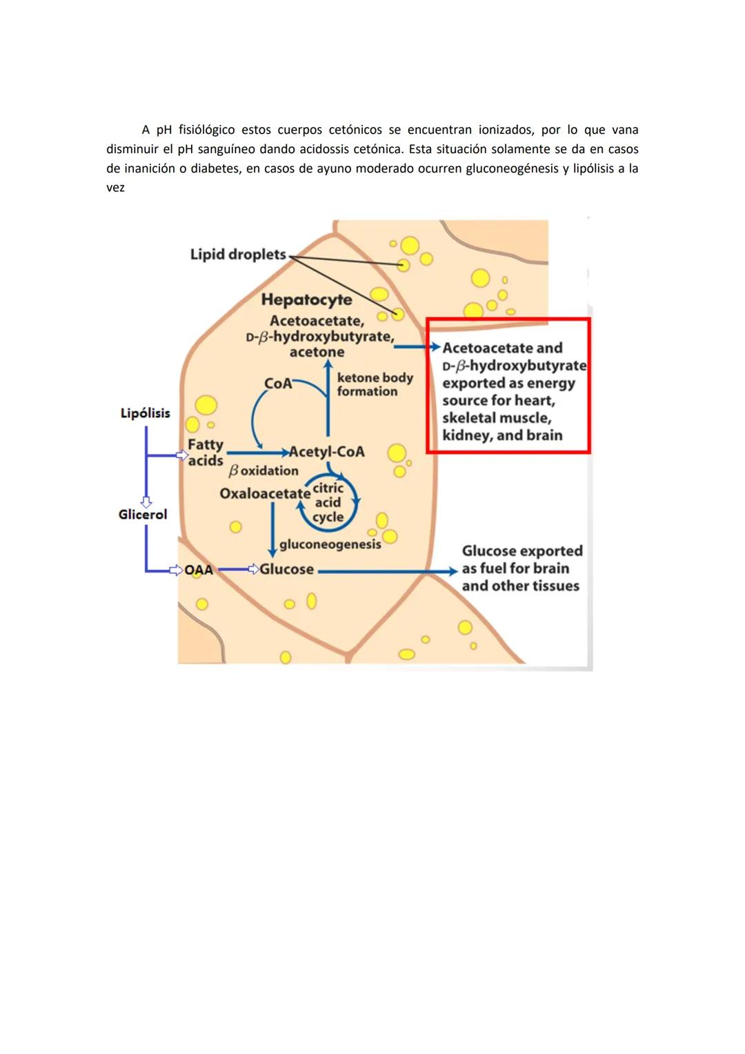 # Tema 12. Metabolismo oxidativo de lípidos

El organismo tiene dos fuentes de
obtención de triglicéridos, que son la lipólisis de
grasas má