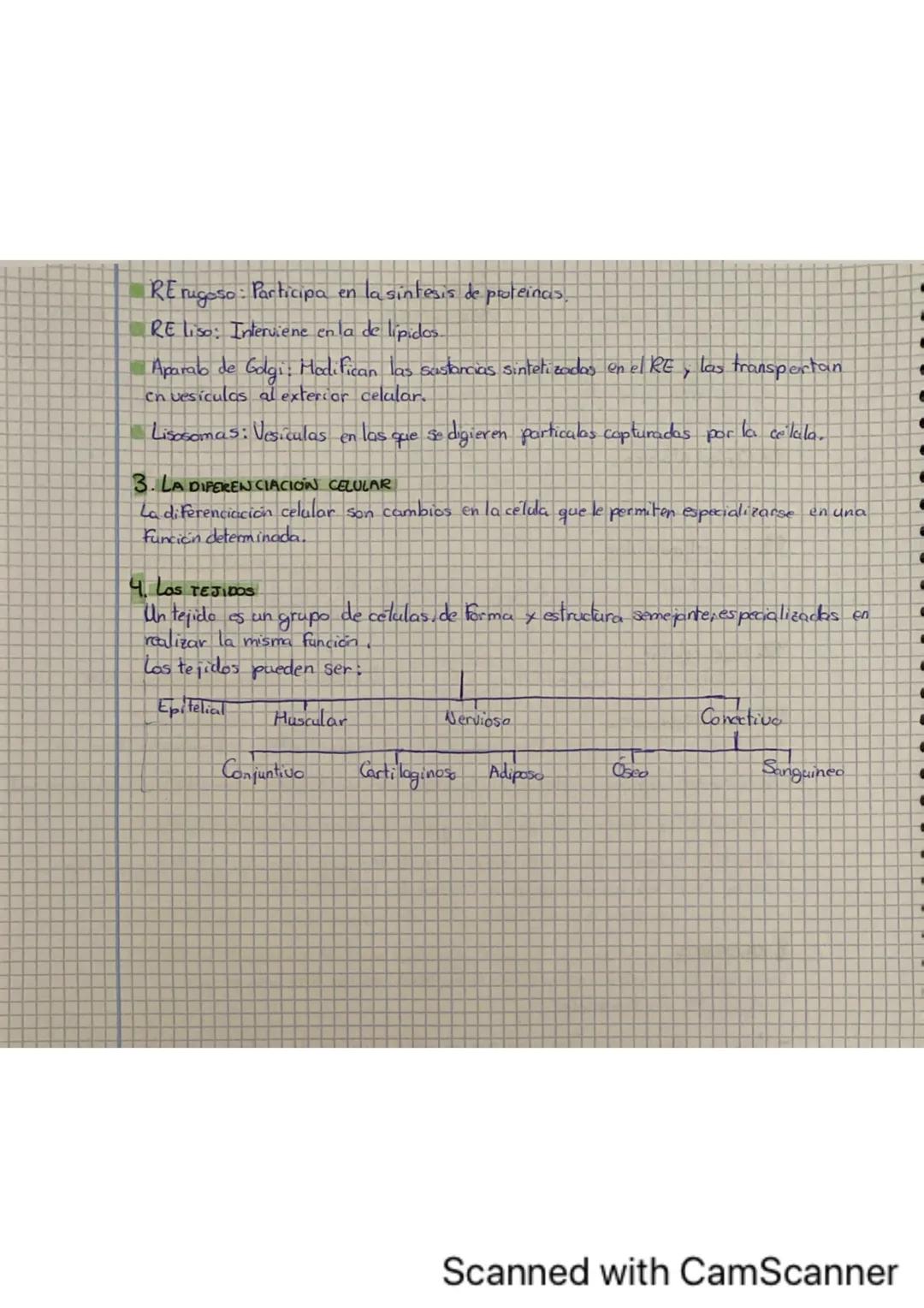 LA ORGANIZACIÓN DEL
SER HUMANO
1 LOS NIVELES DE ORGANIZACION
Se denominan niveles de organización a cada uno
en los que se organiza la mater