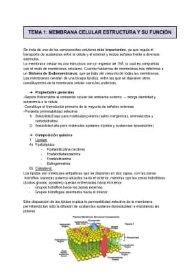 Know APUNTES MEMBRANA CELULAR thumbnail