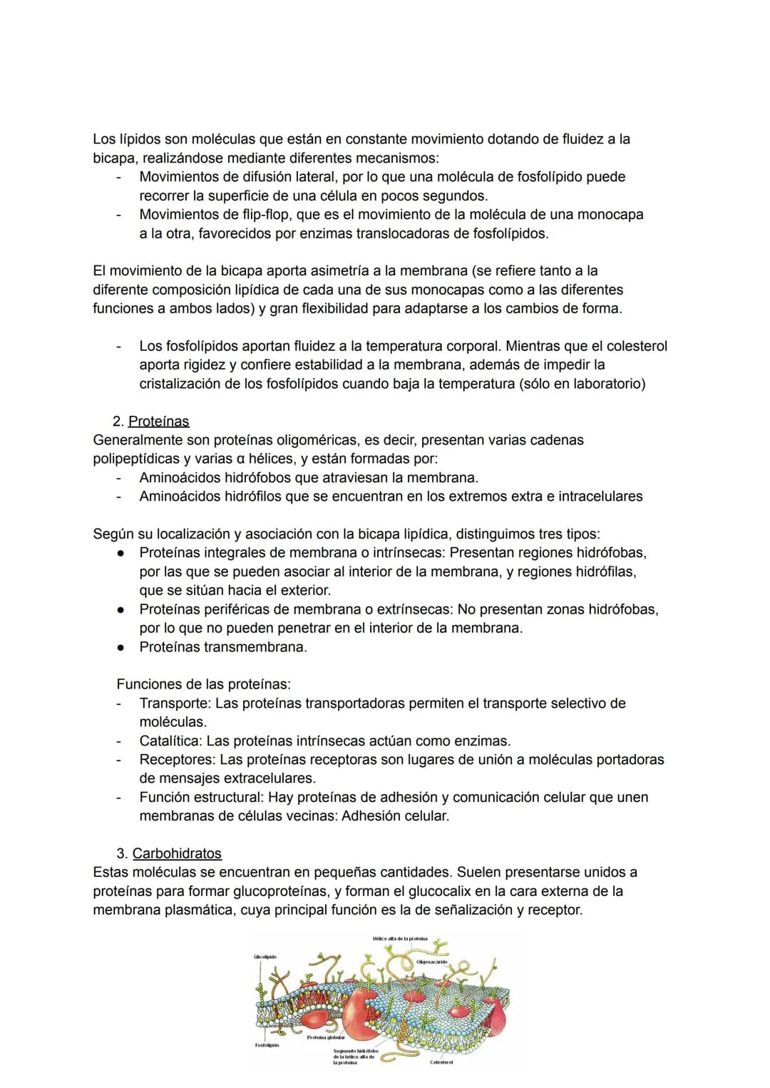 TEMA 1: MEMBRANA CELULAR ESTRUCTURA Y SU FUNCIÓN
Se trata de uno de los componentes celulares más importantes, ya que regula el
transporte d
