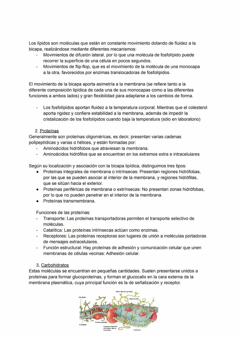 TEMA 1: MEMBRANA CELULAR ESTRUCTURA Y SU FUNCIÓN
Se trata de uno de los componentes celulares más importantes, ya que regula el
transporte d