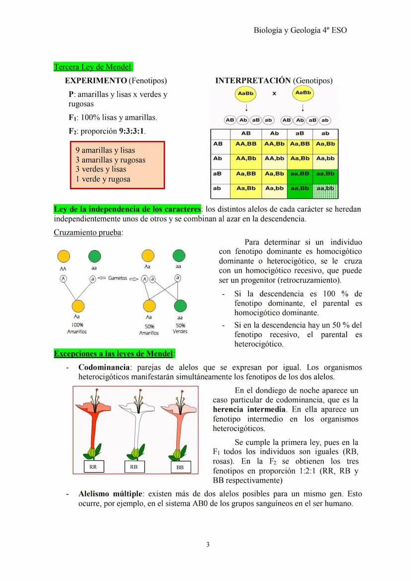 Biología y Geología 4º ESO
TEMA 2: GENÉTICA BÁSICA y G. MENDELIANA
1- CONCEPTOS BÁSICOS DE GENÉTICA
Herencia biológica: proceso de transmisi