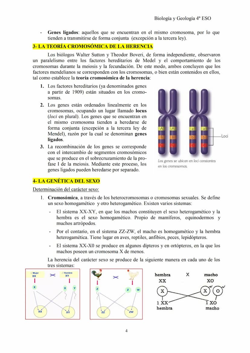 Biología y Geología 4º ESO
TEMA 2: GENÉTICA BÁSICA y G. MENDELIANA
1- CONCEPTOS BÁSICOS DE GENÉTICA
Herencia biológica: proceso de transmisi