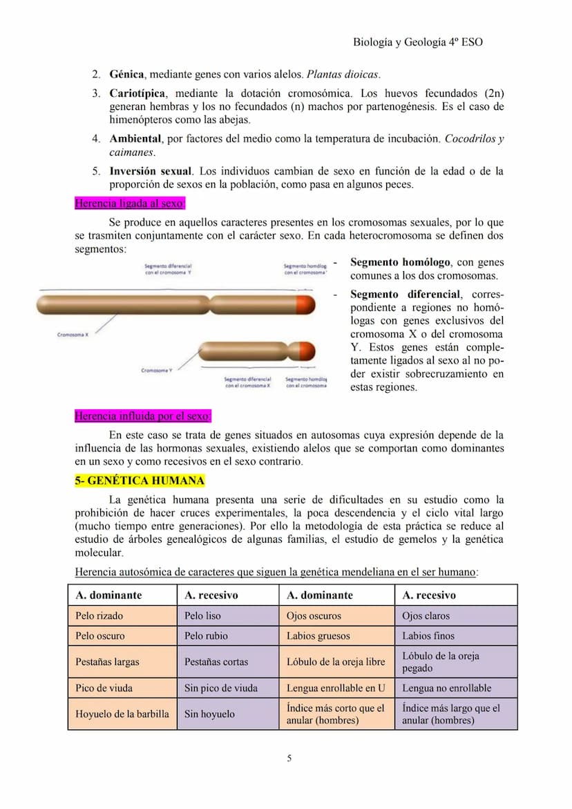 Biología y Geología 4º ESO
TEMA 2: GENÉTICA BÁSICA y G. MENDELIANA
1- CONCEPTOS BÁSICOS DE GENÉTICA
Herencia biológica: proceso de transmisi