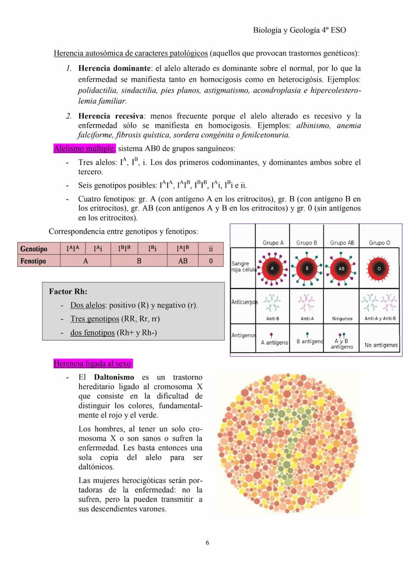 Biología y Geología 4º ESO
TEMA 2: GENÉTICA BÁSICA y G. MENDELIANA
1- CONCEPTOS BÁSICOS DE GENÉTICA
Herencia biológica: proceso de transmisi