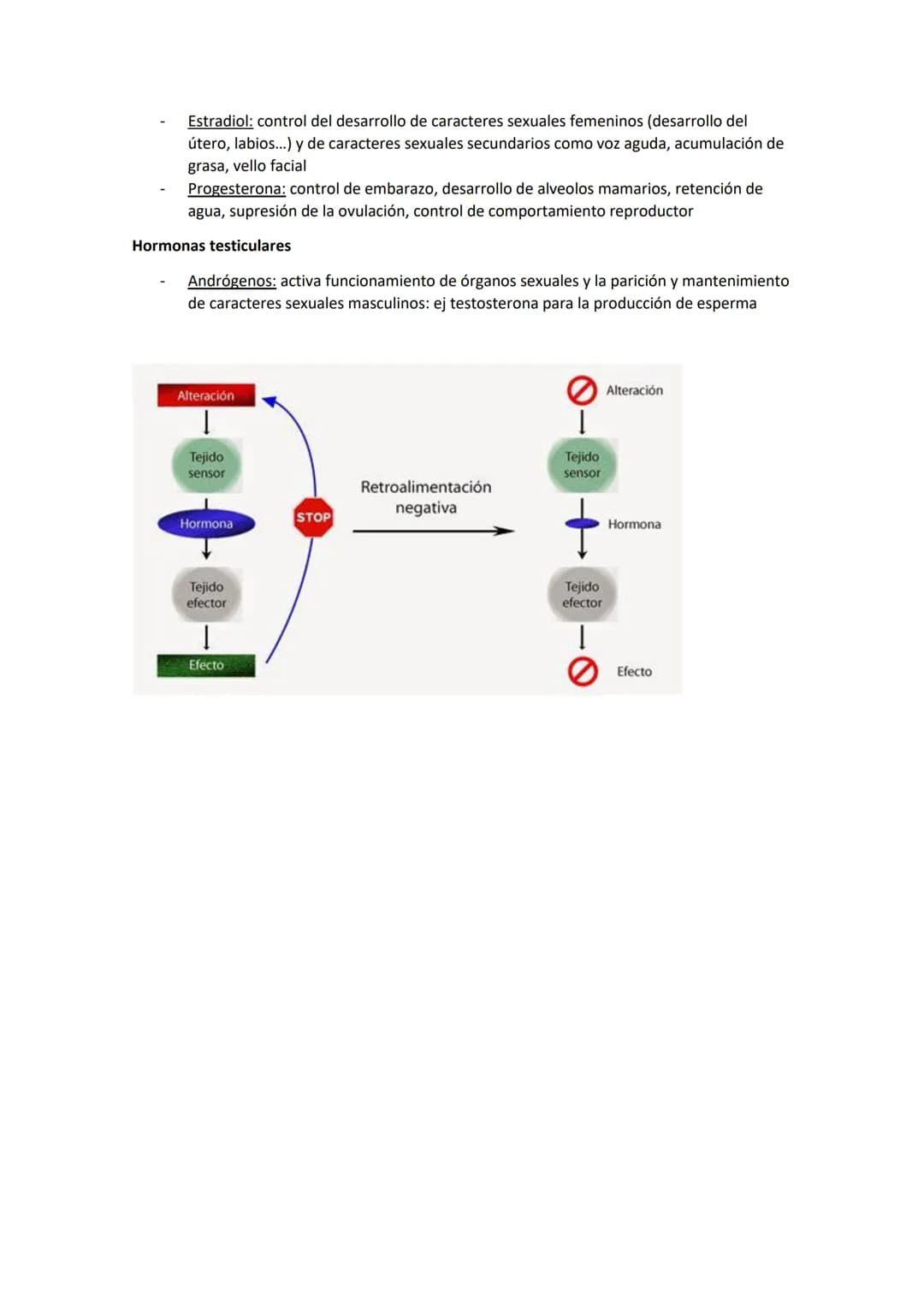 SISTEMA ENDOCRINO
Coordinación hormonal gracias a un conjunto de células, órganos o glándulas que producen
hormonas, gran importancia en hom