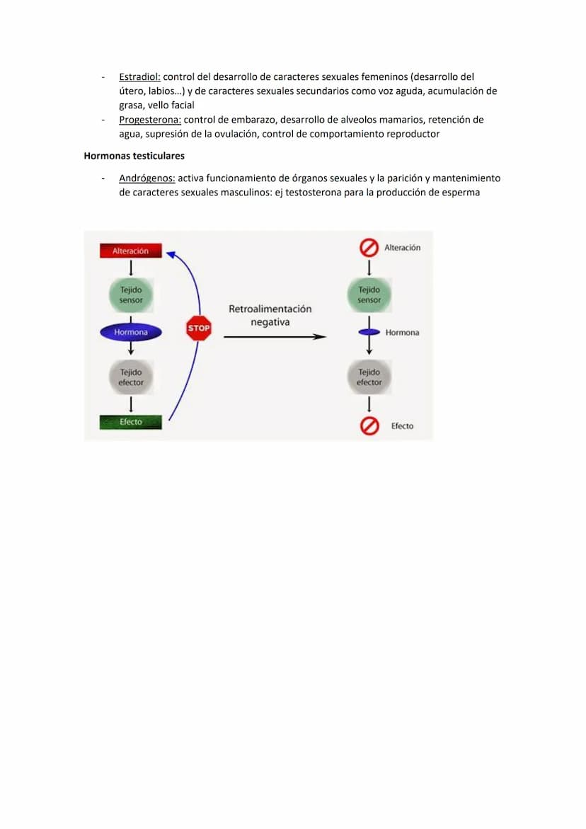 SISTEMA ENDOCRINO
Coordinación hormonal gracias a un conjunto de células, órganos o glándulas que producen
hormonas, gran importancia en hom
