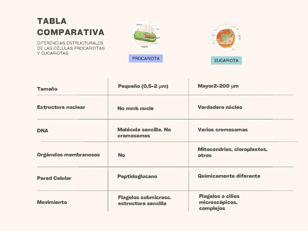 Células Procariotas y Eucariotas: Diferencias Esenciales