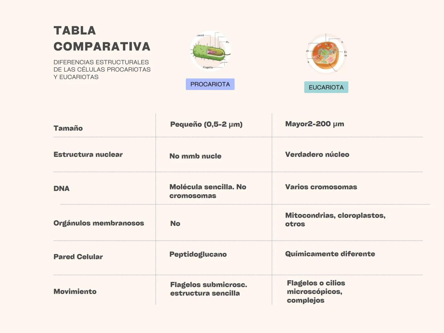TABLA
COMPARATIVA
DIFERENCIAS ESTRUCTURALES
DE LAS CÉLULAS PROCARIOTAS
Y EUCARIOTAS
Tamaño
Estructura nuclear
DNA
Orgánulos membranosos
Pare