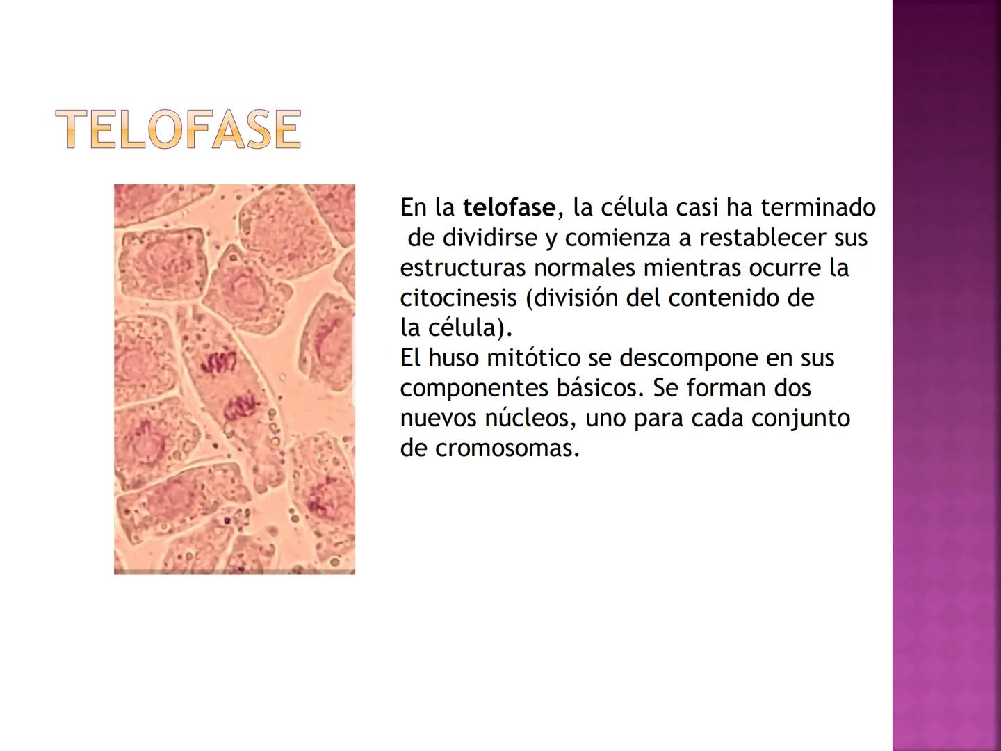 PRÁCTICA DE
MITOSIS ¿QUÉ ES LA MITOSIS?
• Proceso por el cual una sola célula parental
se divide para producir dos células hijas.
Cada célul