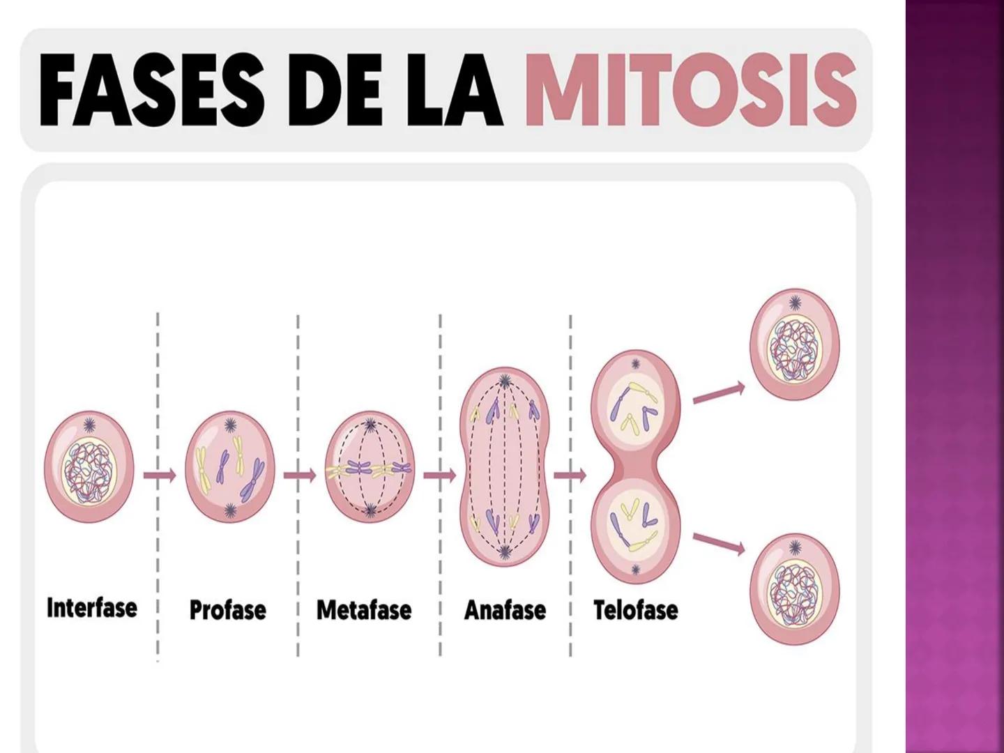 PRÁCTICA DE
MITOSIS ¿QUÉ ES LA MITOSIS?
• Proceso por el cual una sola célula parental
se divide para producir dos células hijas.
Cada célul