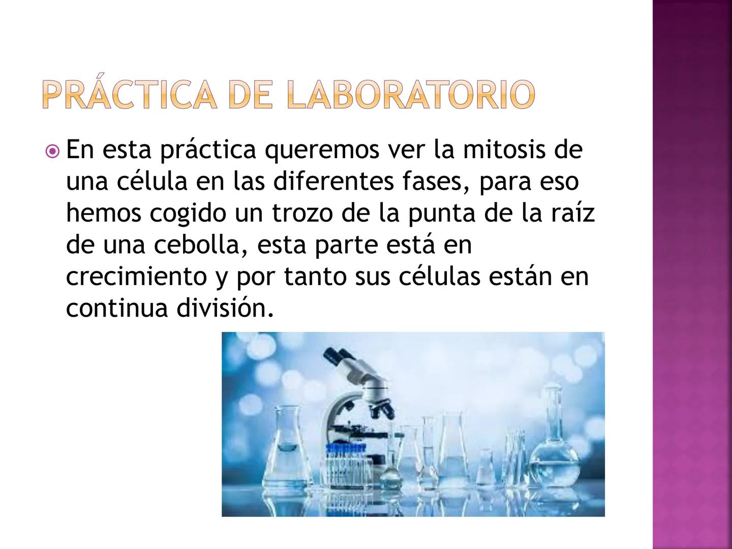 PRÁCTICA DE
MITOSIS ¿QUÉ ES LA MITOSIS?
• Proceso por el cual una sola célula parental
se divide para producir dos células hijas.
Cada célul