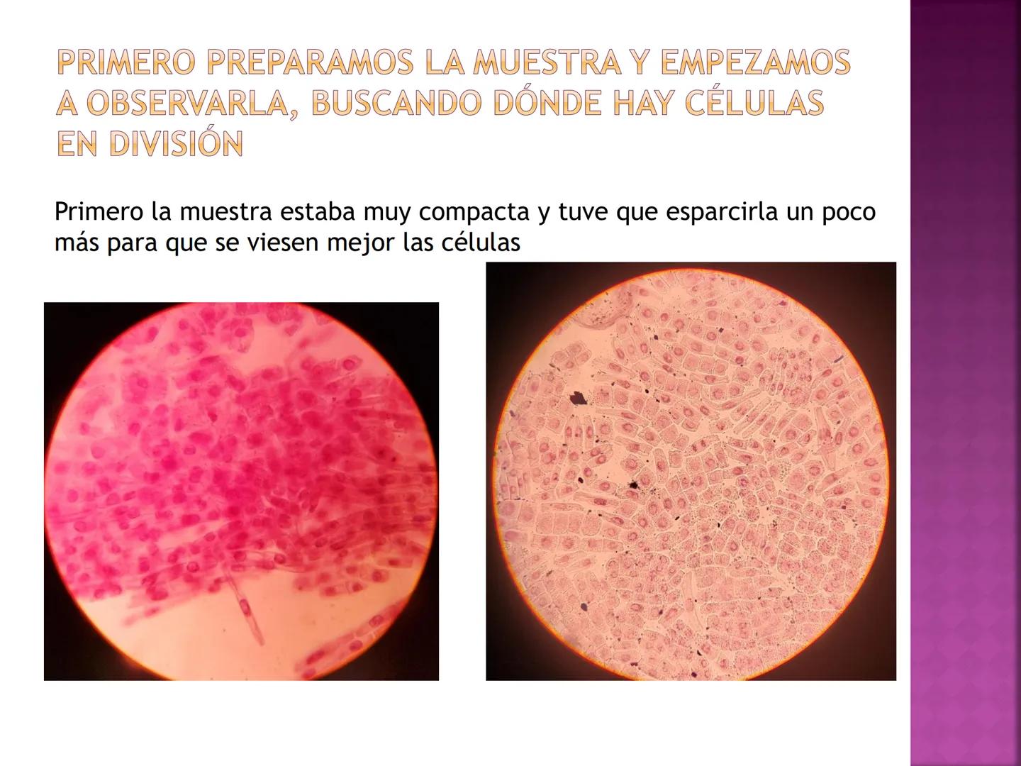 PRÁCTICA DE
MITOSIS ¿QUÉ ES LA MITOSIS?
• Proceso por el cual una sola célula parental
se divide para producir dos células hijas.
Cada célul