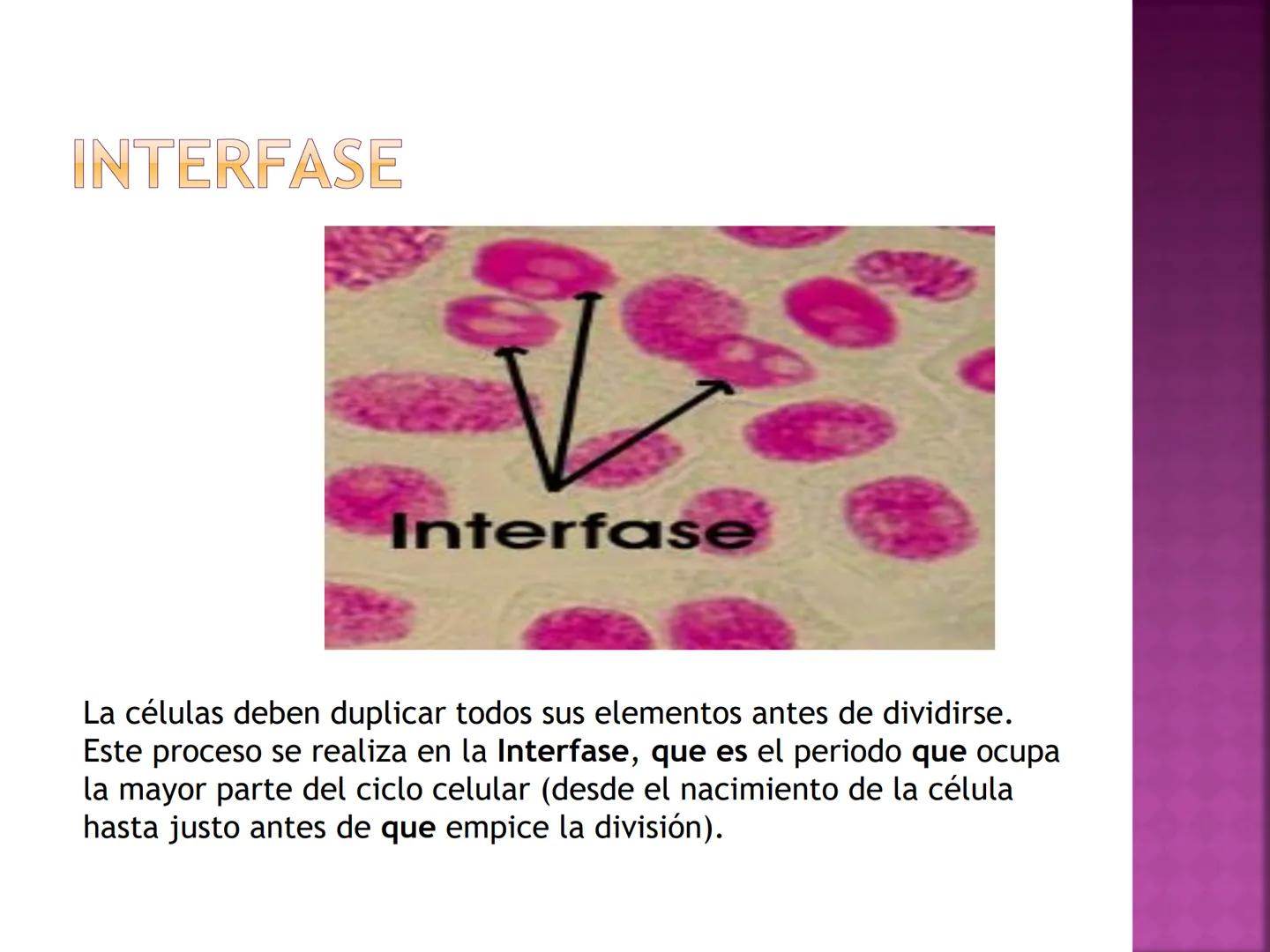 PRÁCTICA DE
MITOSIS ¿QUÉ ES LA MITOSIS?
• Proceso por el cual una sola célula parental
se divide para producir dos células hijas.
Cada célul