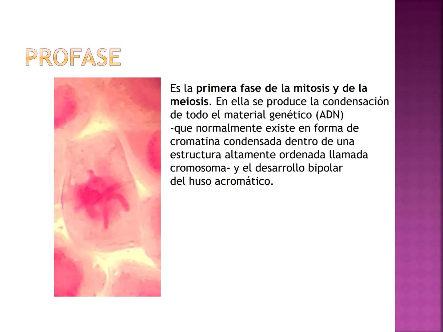 PRÁCTICA DE
MITOSIS ¿QUÉ ES LA MITOSIS?
• Proceso por el cual una sola célula parental
se divide para producir dos células hijas.
Cada célul