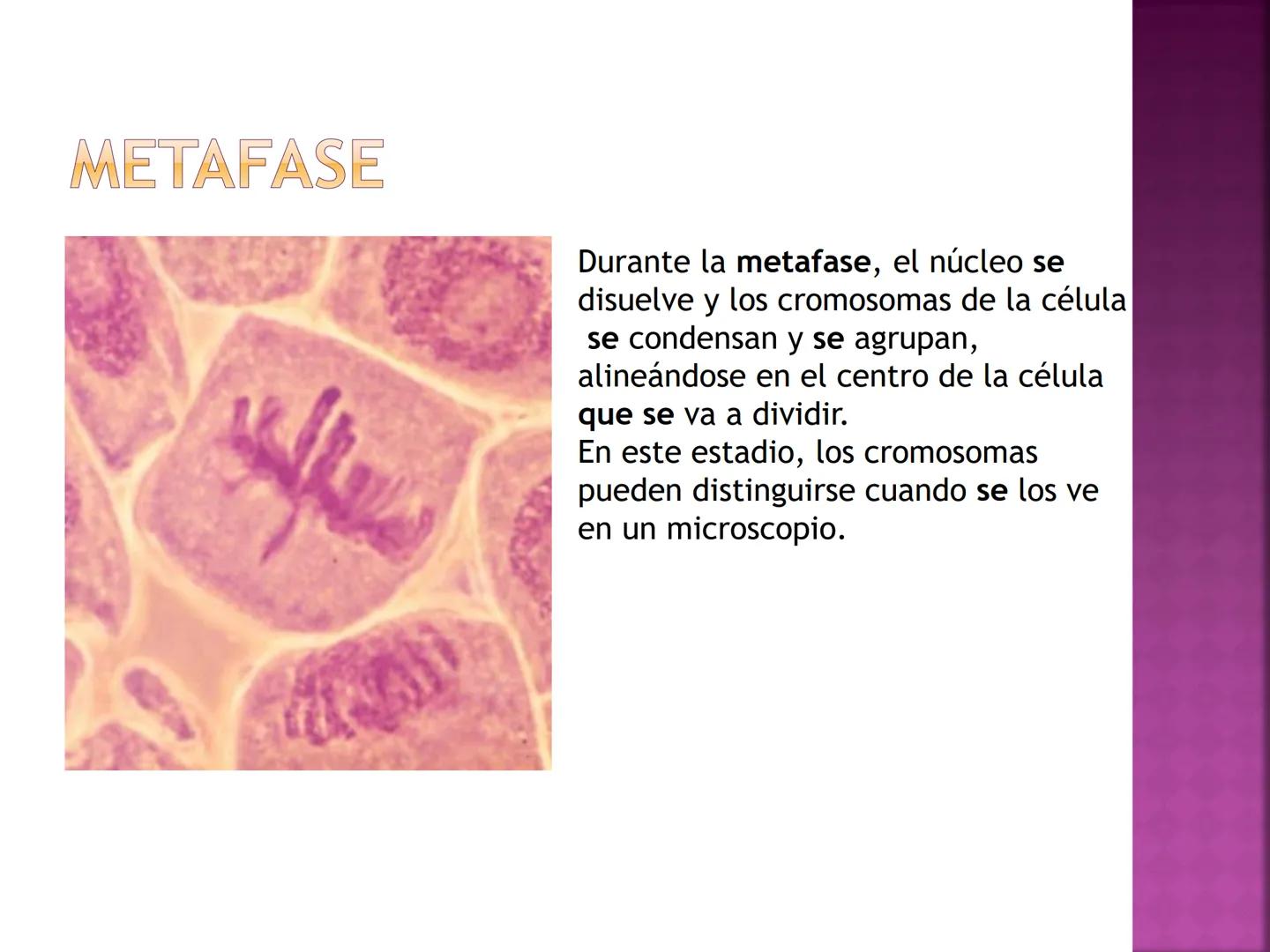 PRÁCTICA DE
MITOSIS ¿QUÉ ES LA MITOSIS?
• Proceso por el cual una sola célula parental
se divide para producir dos células hijas.
Cada célul