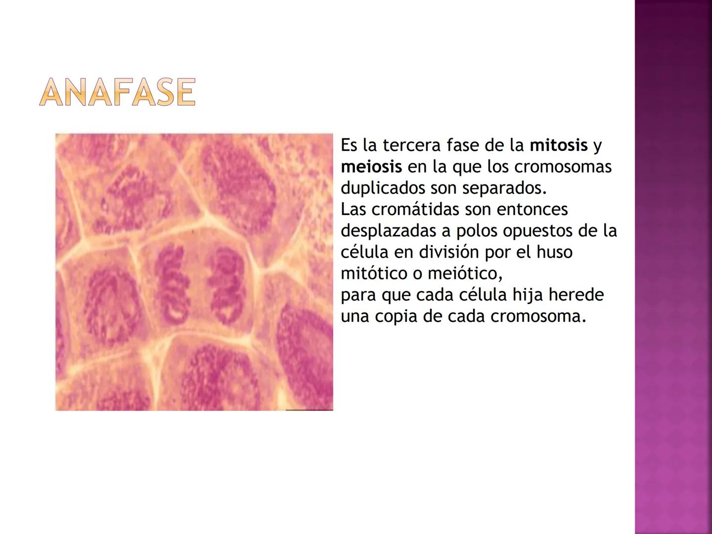 PRÁCTICA DE
MITOSIS ¿QUÉ ES LA MITOSIS?
• Proceso por el cual una sola célula parental
se divide para producir dos células hijas.
Cada célul