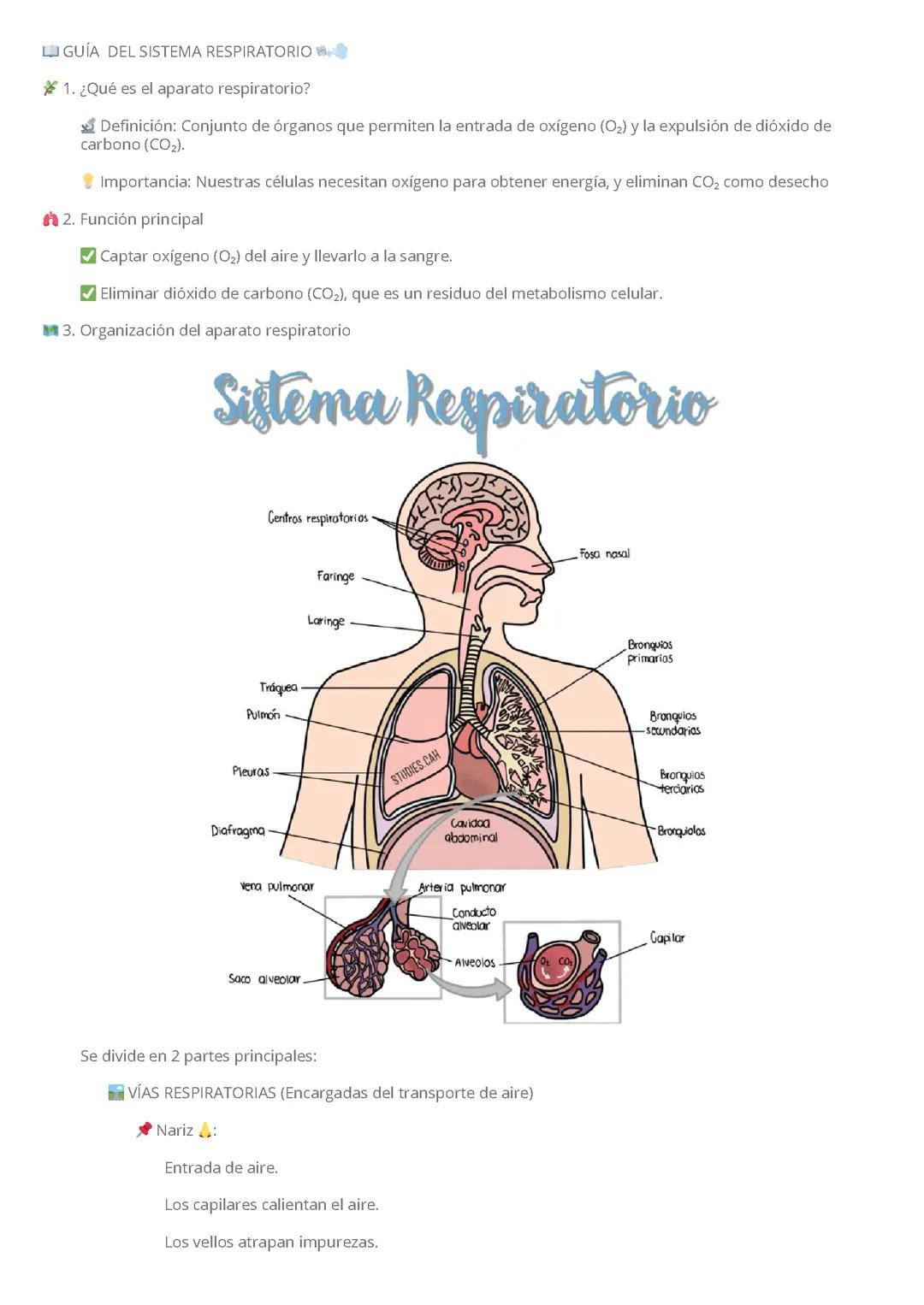 El Sistema Respiratorio Humano: Funciones y su Importancia