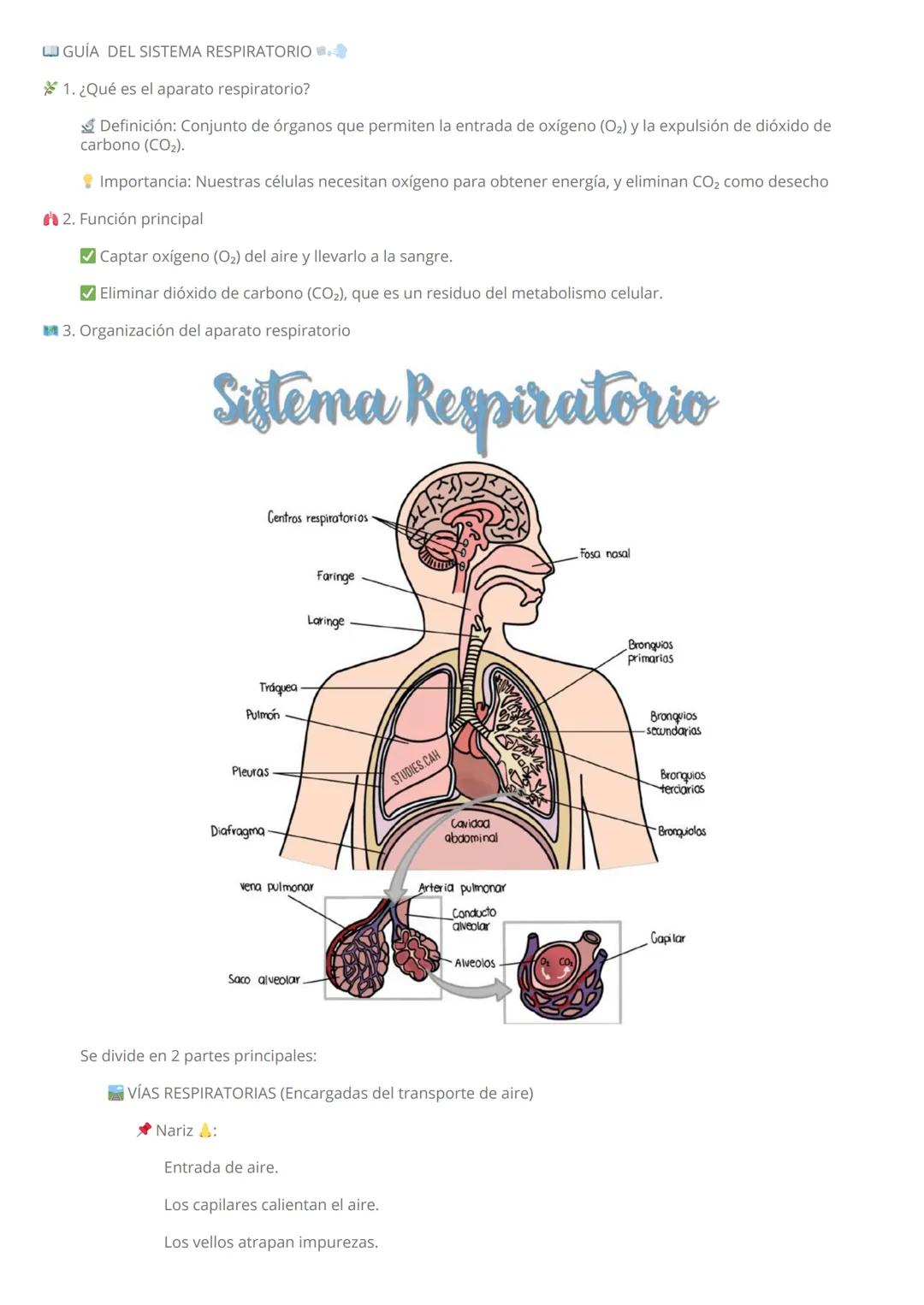 GUÍA DEL SISTEMA RESPIRATORIO
1. ¿Qué es el aparato respiratorio?
Definición: Conjunto de órganos que permiten la entrada de oxígeno ((O_{2}
