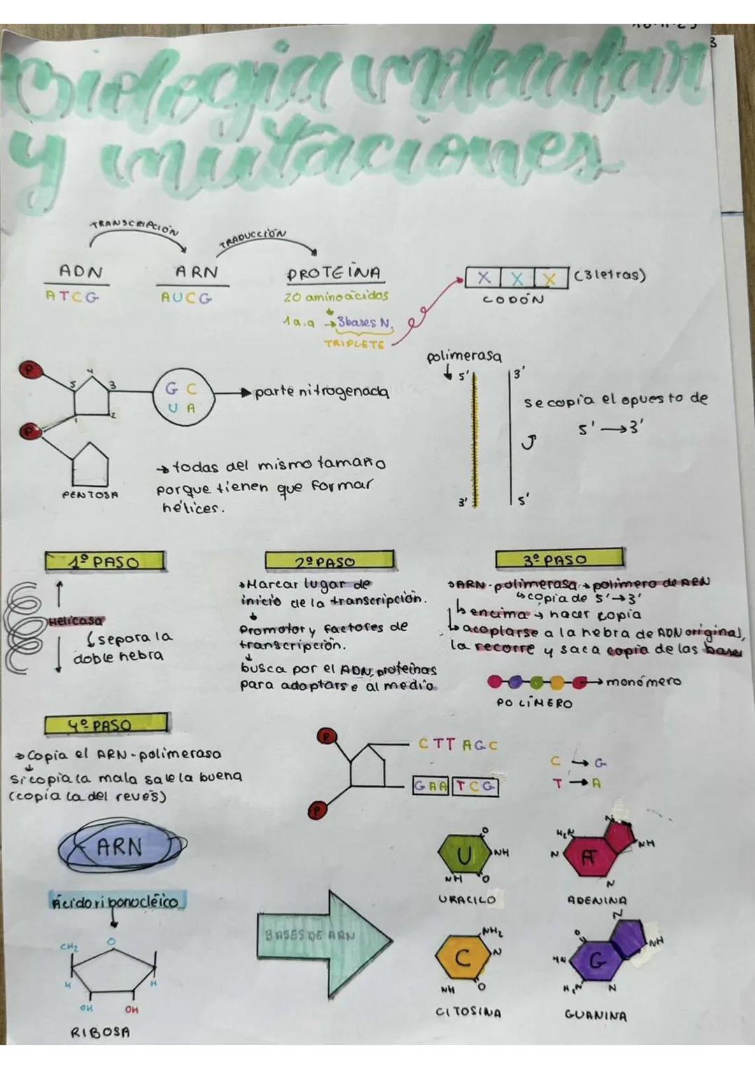 Oilegia videwton
y mutaciones
ADN
ATCG
TRANSCRIPCION
PENTOSA
1º PASO
↑
Helicasa
CH₂
4
(separa la
doble hebra
ARN
би
ARN
AUCG
Он
G C
UA
Ácido