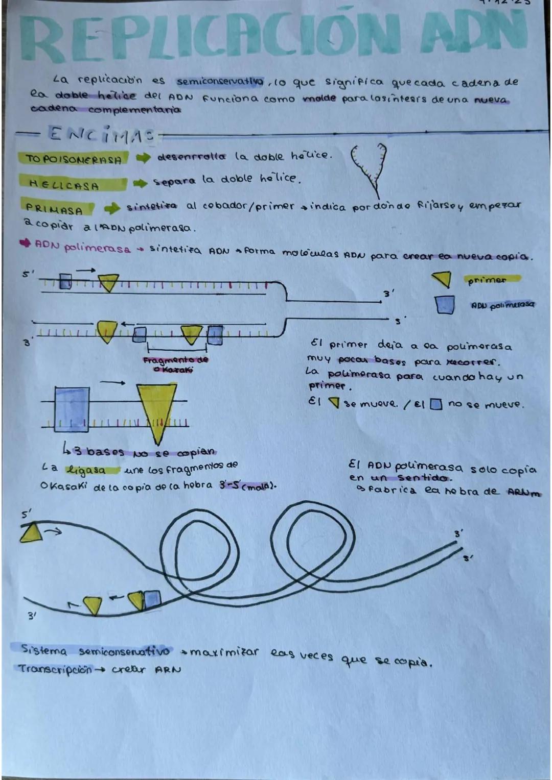 Oilegia videwton
y mutaciones
ADN
ATCG
TRANSCRIPCION
PENTOSA
1º PASO
↑
Helicasa
CH₂
4
(separa la
doble hebra
ARN
би
ARN
AUCG
Он
G C
UA
Ácido