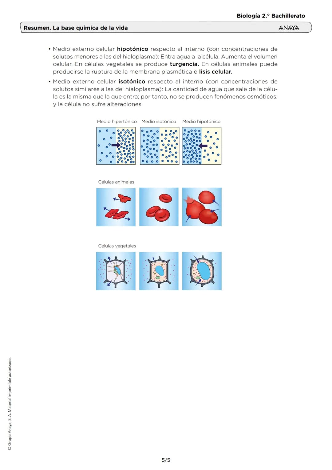 ⒸGrupo Anaya, S.A. Material imprimible autorizado.
Resumen. La base química de la vida
Biología 2.° Bachillerato
ANAYA
1. LOS ENLACES QUÍMIC